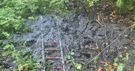 Poszła na grzyby i utknęła po pas w bagnie. Każdy ruch pogarszał sytuację 66-latki