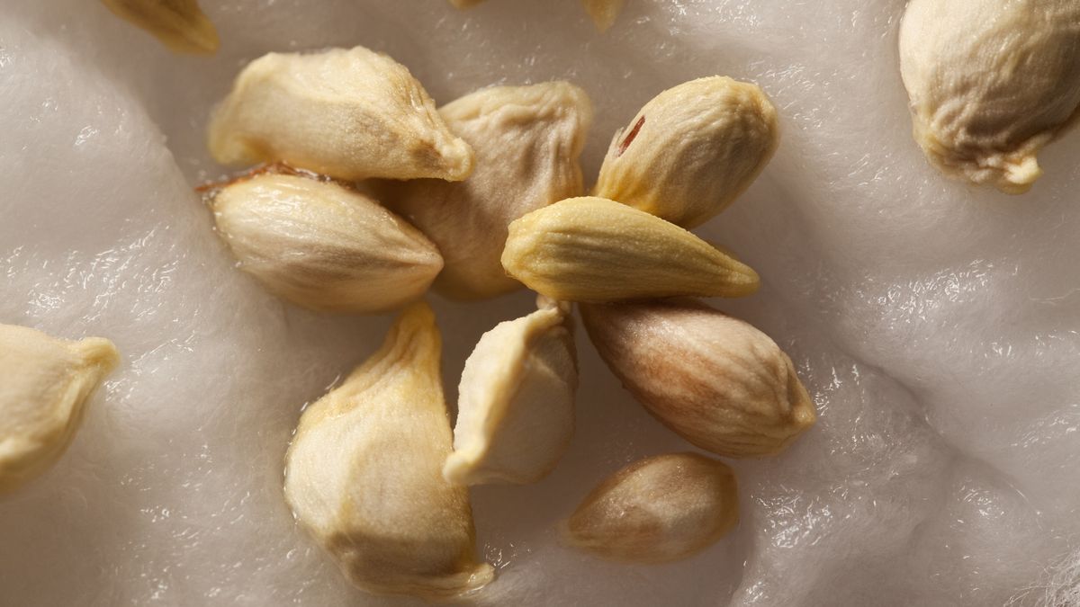 Citrus fruit seeds on wet cotton woole, closeupLemon, orange and grapefruit seeds on wet cotton wool; waiting for sprouts to start growing; extreme closeup; Lemon, orange and grapefruit seeds on wet cotton wool; waiting for sprouts to start growing; closeup;DrbouzPhotography, No People, Cotton Ball, Plant Nursery, Color Image, Grapefruit, Sowing, Gardening, Growth, Wet, Agriculture, Macro, Horizontal, Close-up, High Angle View, Lemon, Orange - Fruit, Citrus Fruit, Fruit, Bud, Seed, Cultivated, Virus, Orange Seed, Lemon Seed