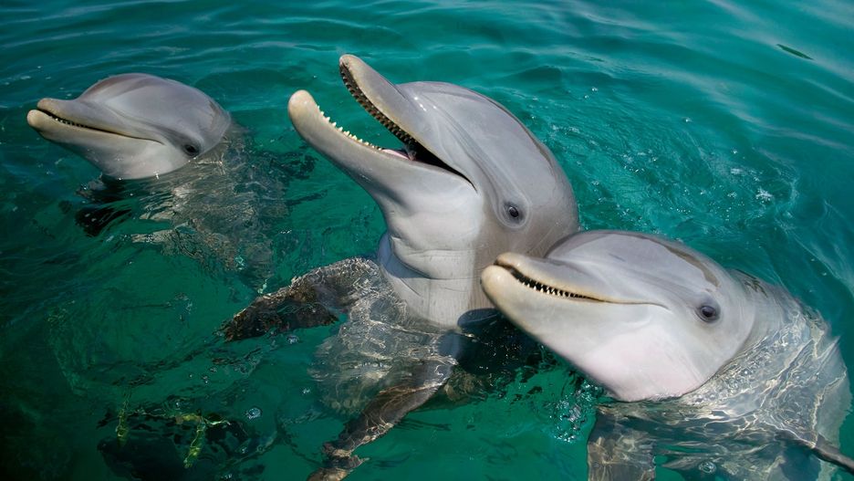 Delfiny butlonose