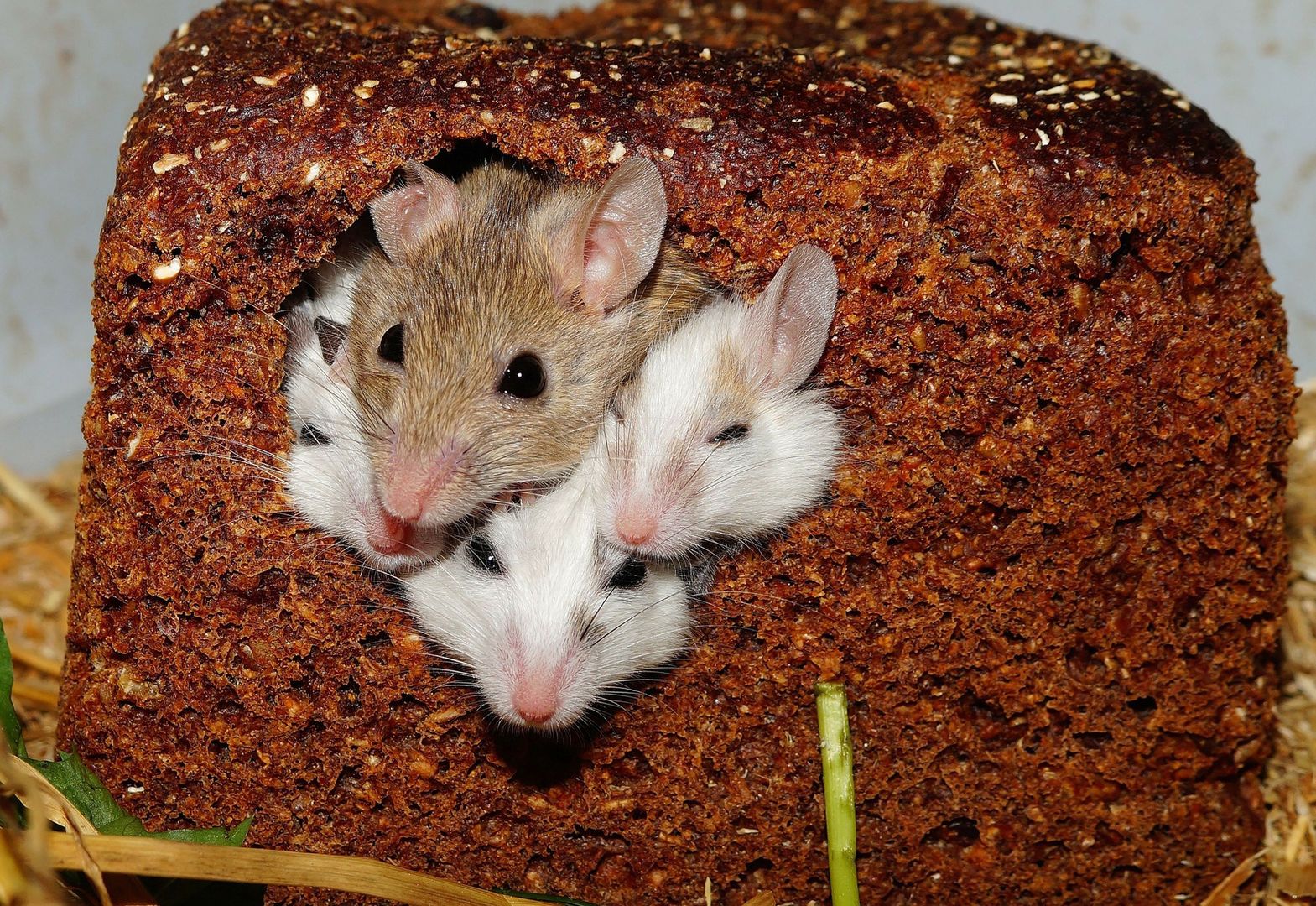 Myszy mogą być nosicielami koronawirusa. Ekspert wyjaśnił