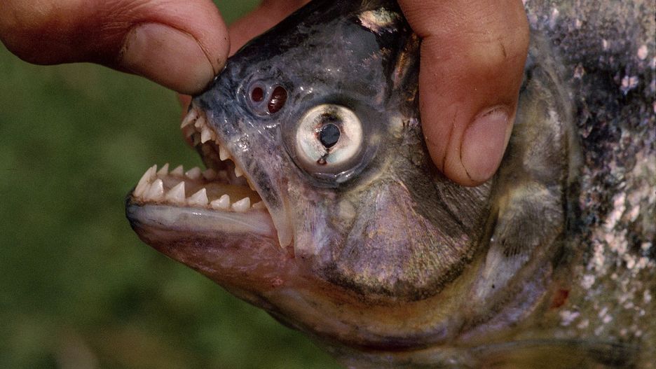 1996-98 AccuSoft Inc., All right