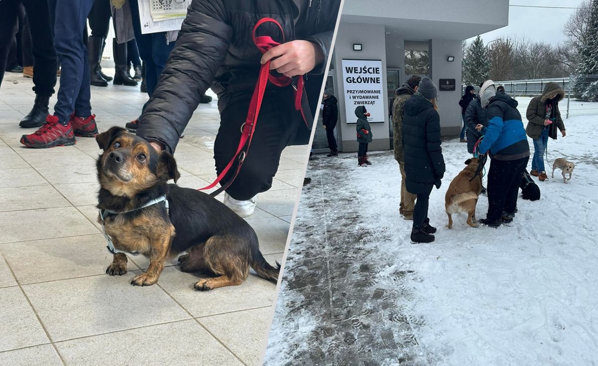  Niesamowita akcja w Krakowie. Ponad 100 psów znalazło dom