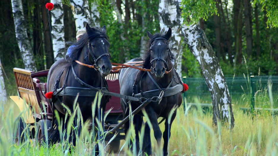 Zaprzęg konny. Takim wozem górale gonili spłoszonego konia przez zakopiankę