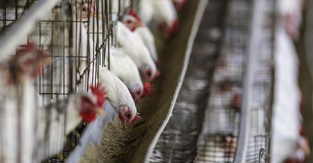 Rzekomy pomór drobiu na Lubelszczyźnie. Natychmiastowe szczepienia