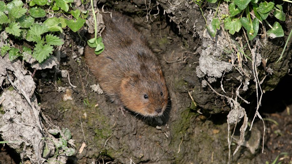 Karczownik