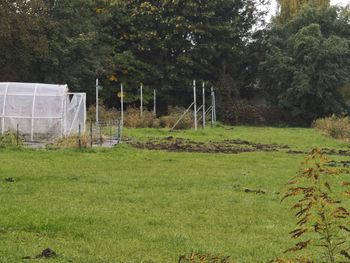 Chrzanów: Dziki opanowały miasto i okolice. Mieszkańcy czują się bezsilni