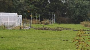 Chrzanów: Dziki opanowały miasto i okolice. Mieszkańcy czują się bezsilni