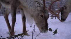 Renifery w Finlandii zagrożone wymarciem. Przyczyną zmiany klimatyczne