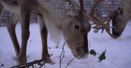 Renifery w Finlandii zagrożone wymarciem. Przyczyną zmiany klimatyczne