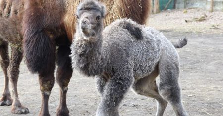 Warszawskie Zoo ma nowego mieszkańca. Na świat przyszła Mania