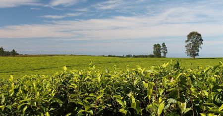 Czym jest land grabbing
