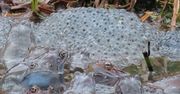 Żabia miłość. W Bieszczadach czuć wiosnę