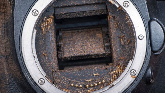 Na termity nie ma mocnych - małe stworzenia opanowały aparat 1