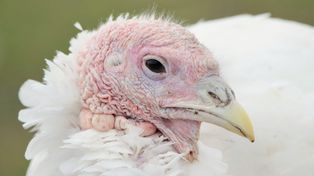 Lubelskie: 13 ognisko grypy ptaków. Chorobę wykryto w stadzie indyków
