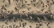 Wybili 5 mln ptaków. Roje jak szarańcza