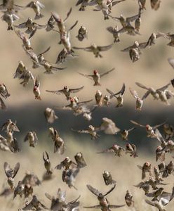 Wybili 5 mln ptaków. Roje jak szarańcza