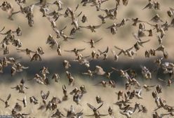 Wybili 5 mln ptaków. Roje jak szarańcza