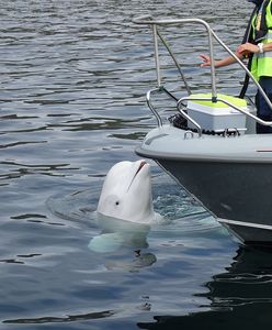 Słynny "szpieg Putina" nie żyje. Wyłowili jego ciało
