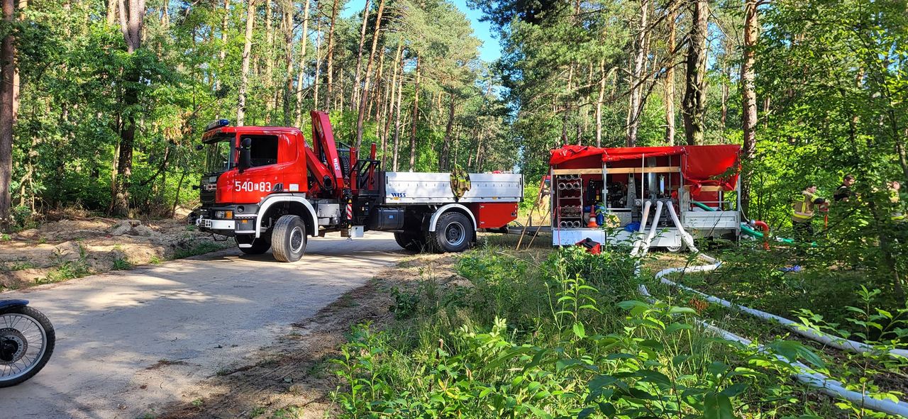 Wielka akcja ratowania łosia. Strażacy potrzebowali kilku godzin