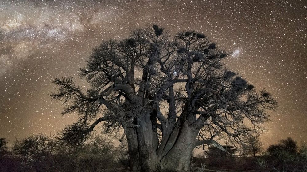 Diamentowe noce i gwiezdne drzewa z Afryki 1