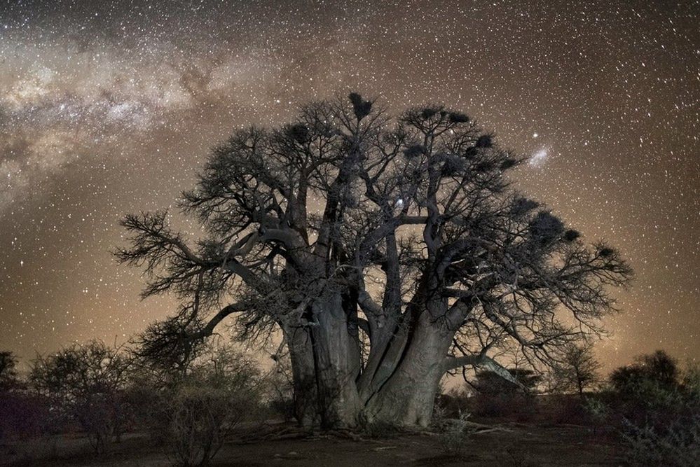 Berth Moon wykonywała zdjęcia do cyklu Diamond Nights w odległych miejscach Afryki południowej, w Botswanie, Namibii i RPA.