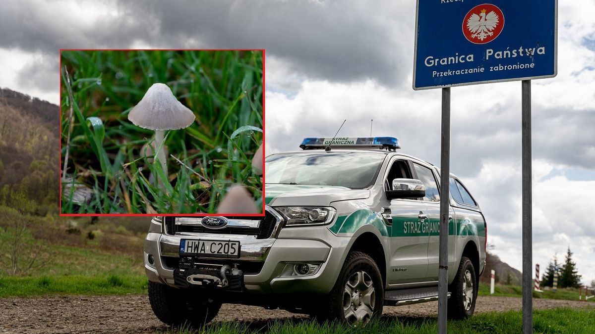 grzyby halucynogenne