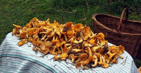 100 zł za kurki. Grzybiarze narzekają na kiepski sezon