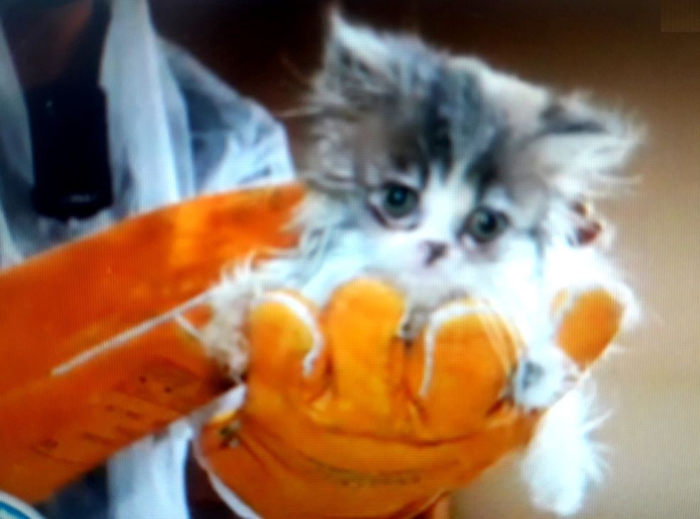 W Piasecznie uratowano 50 kotów perskich. Tożsamość właściciela zaskakuje