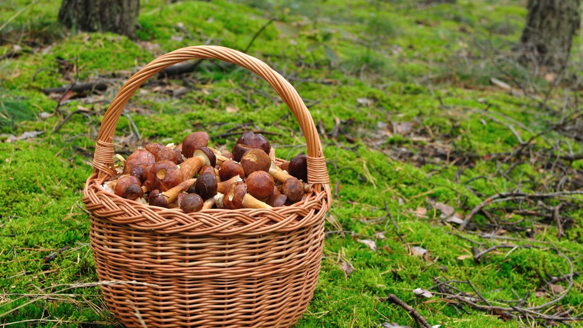 Są miejsca, w których nie można zbierać grzybów