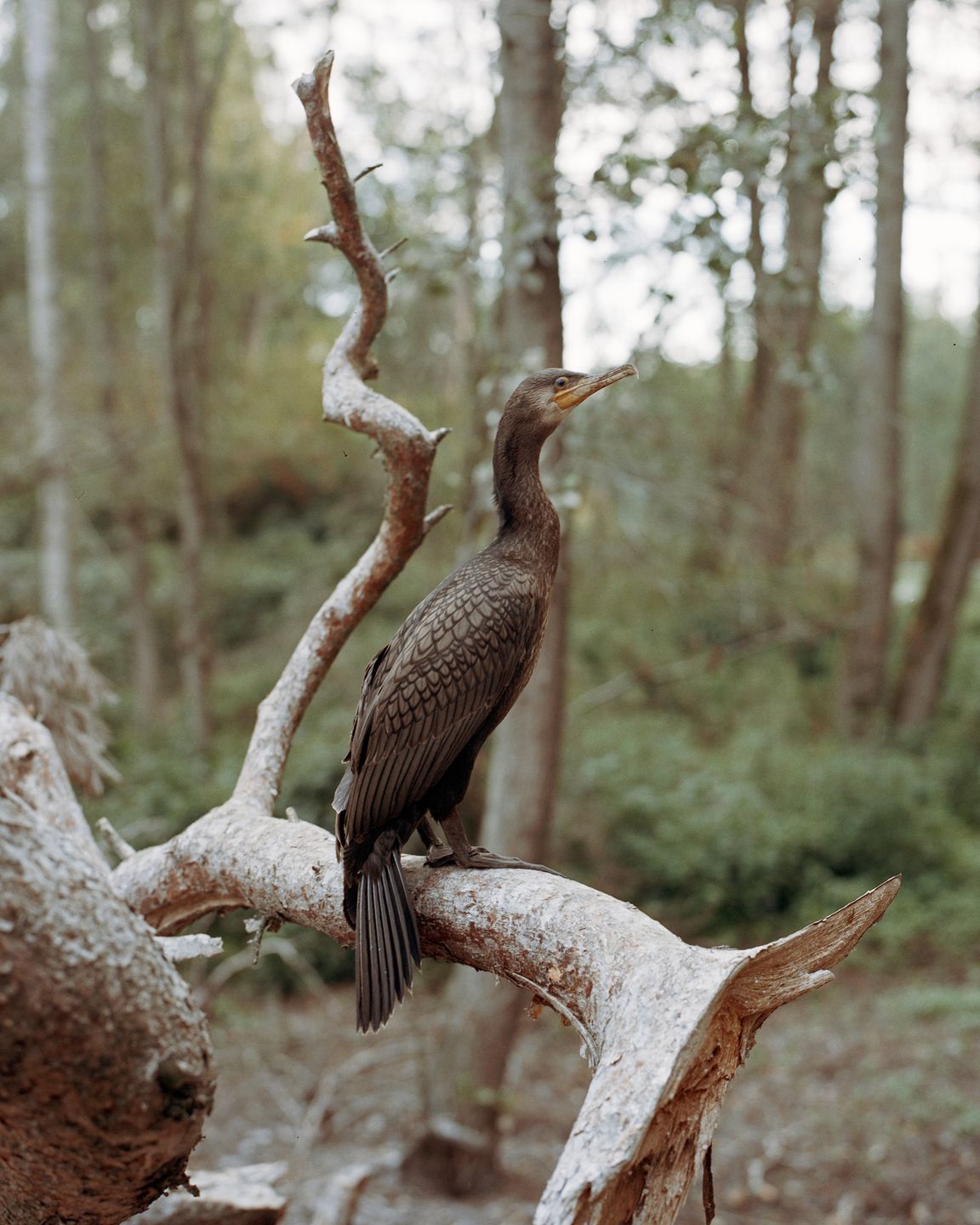 World Press Photo 2020: Yasuyoshi Chiba Fotografem Roku 2020 115