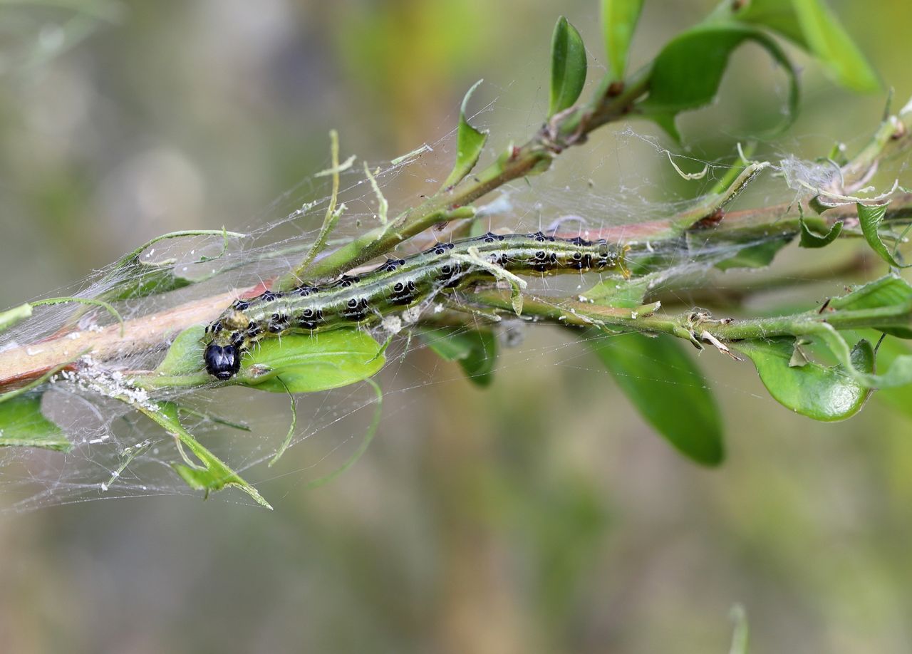 Outsmart the garden invader: A simple homemade spray against box tree moths