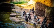 Baby boom we wrocławskim zoo. Na świat przychodzi coraz więcej zwierząt