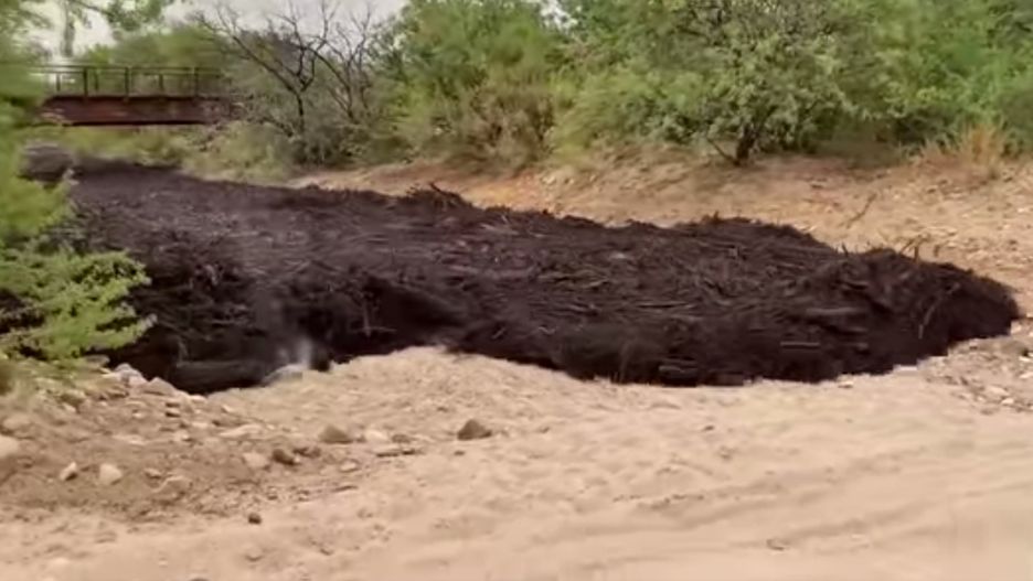 Czarna maź może być śmiertelnie niebezpieczna