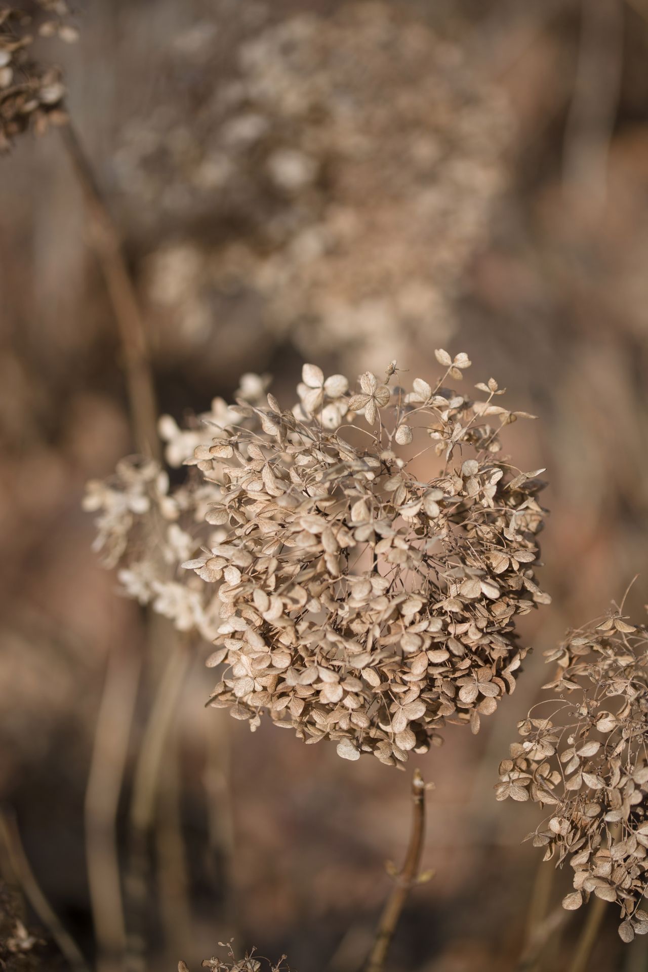 90 mm, 1/1600 s, f/2.8, ISO 100