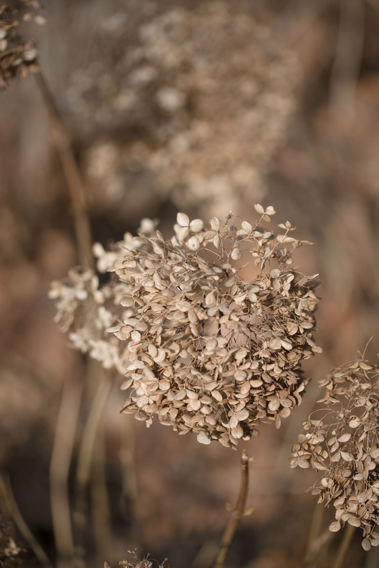 90 mm, 1/1600 s, f/2.8, ISO 100