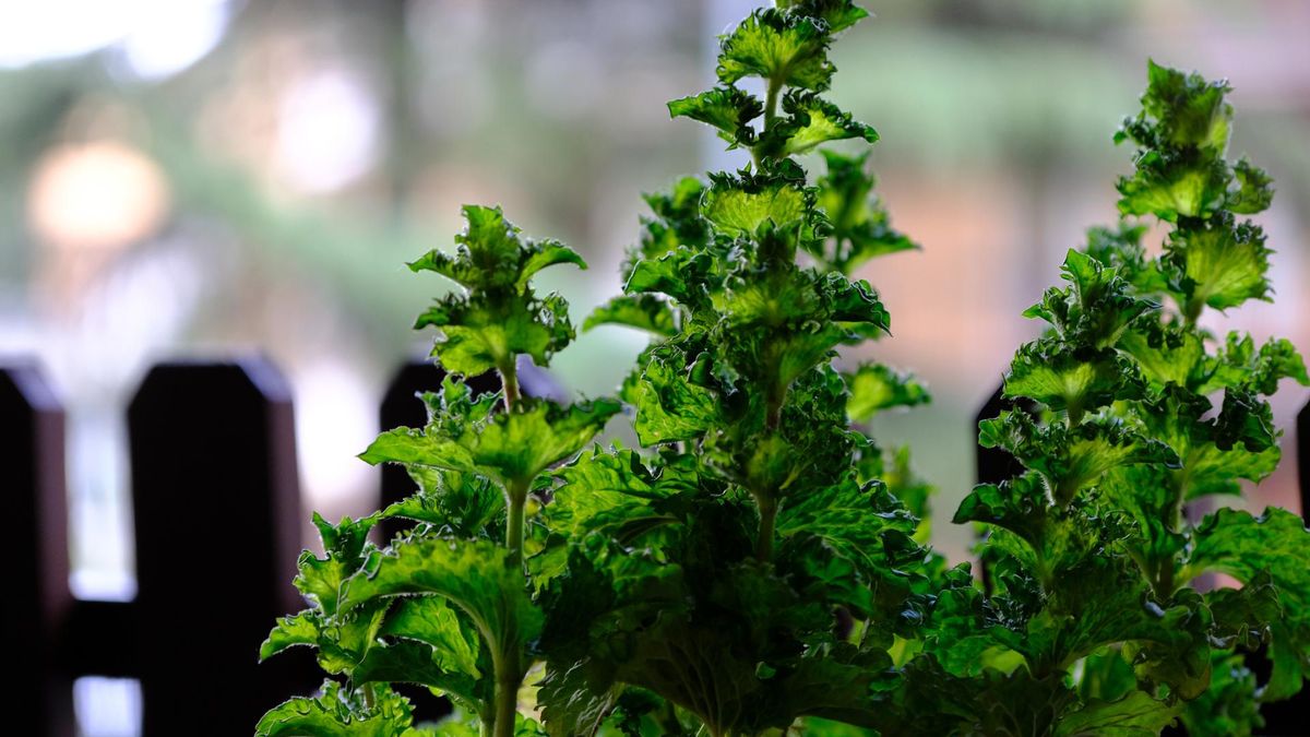 Naturalny lek dla chorych na raka. Pomaga przy dokuczliwych objawach