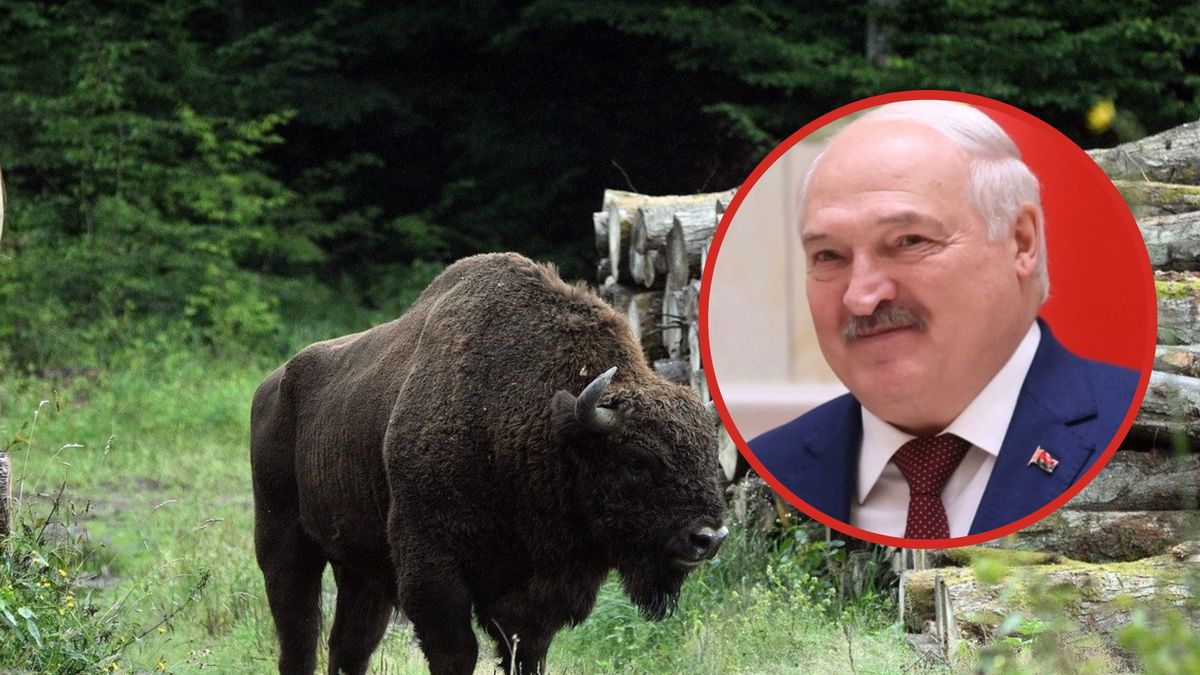 Niewykluczone, że myśliwi na Białorusi będą mogli bez obaw polować na żubry
