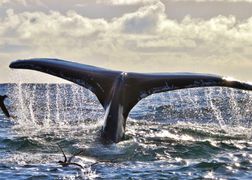 Polsat Viasat Nature HD Irlandia: szalony rok