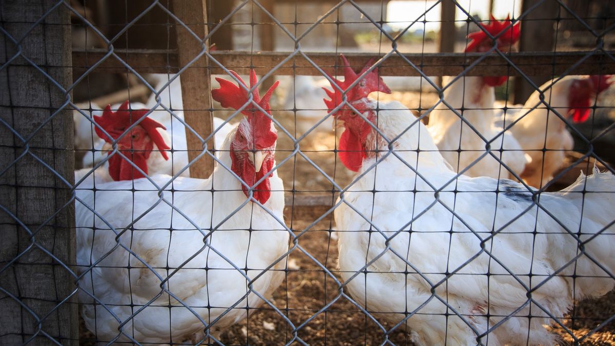 Ceny skupu są dramatycznie niskie.