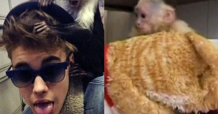 Bieber będzie musiał zapłacić za małpkę! KILKNANAŚCIE TYSIĘCY!