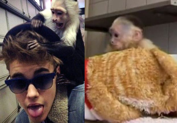Bieber będzie musiał zapłacić za małpkę! KILKNANAŚCIE TYSIĘCY!