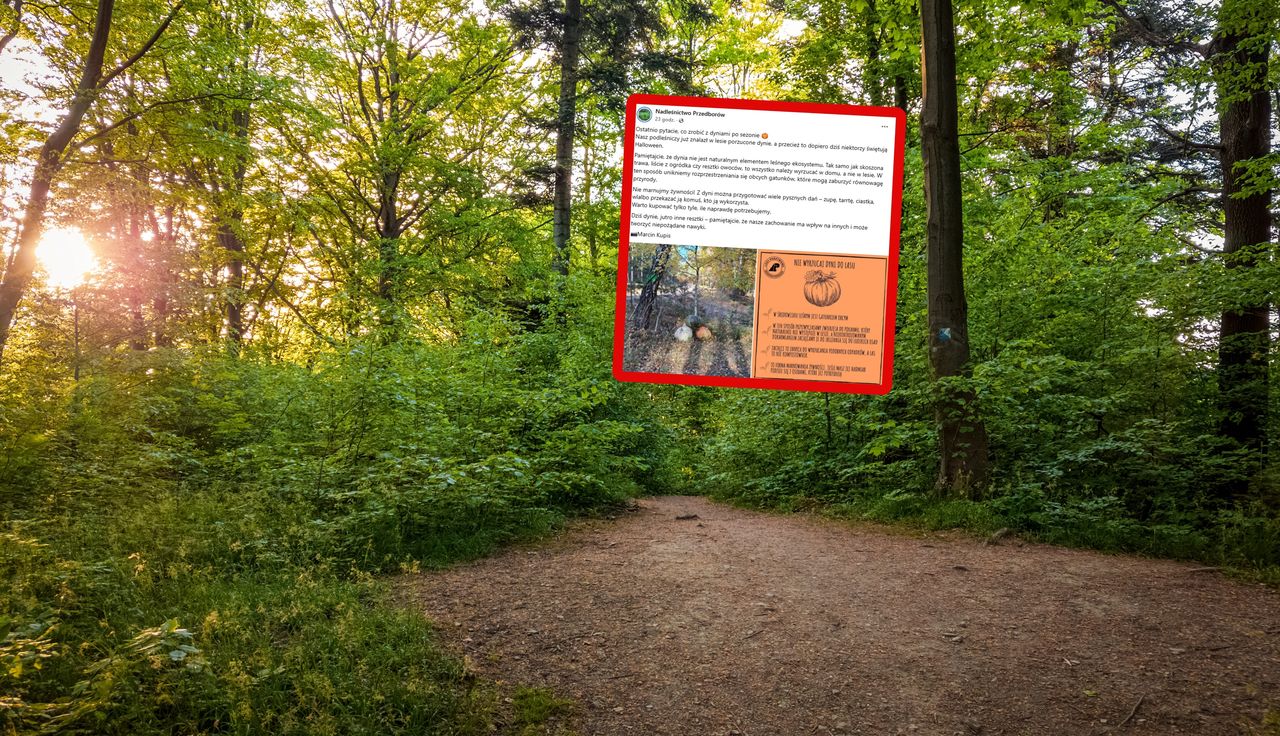 Znów pojawiły się w lesie. Nie wytrzymali. Leśnicy reagują