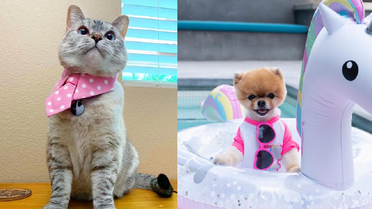 Te zwierzaki "zarobiły" już miliony dolarów!