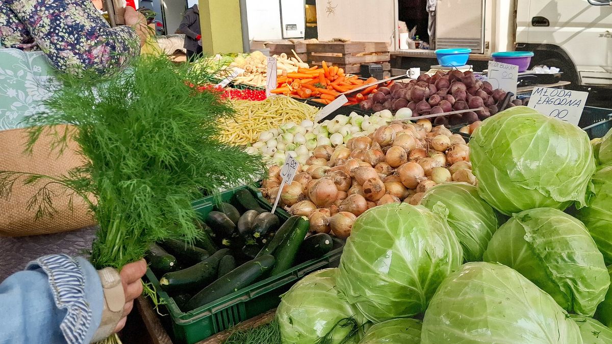 Brakuje chętnych do uprawy koperku