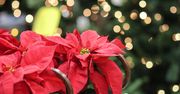 Gwiazda betlejemska to jeden z symboli Bożego Narodzenia. Jak dbać o roślinę?