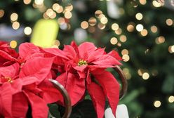 Gwiazda betlejemska to jeden z symboli Bożego Narodzenia. Jak dbać o roślinę?