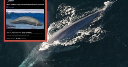 Mógł mieć nawet 340 ton. Oszałamiające odkrycie w Peru