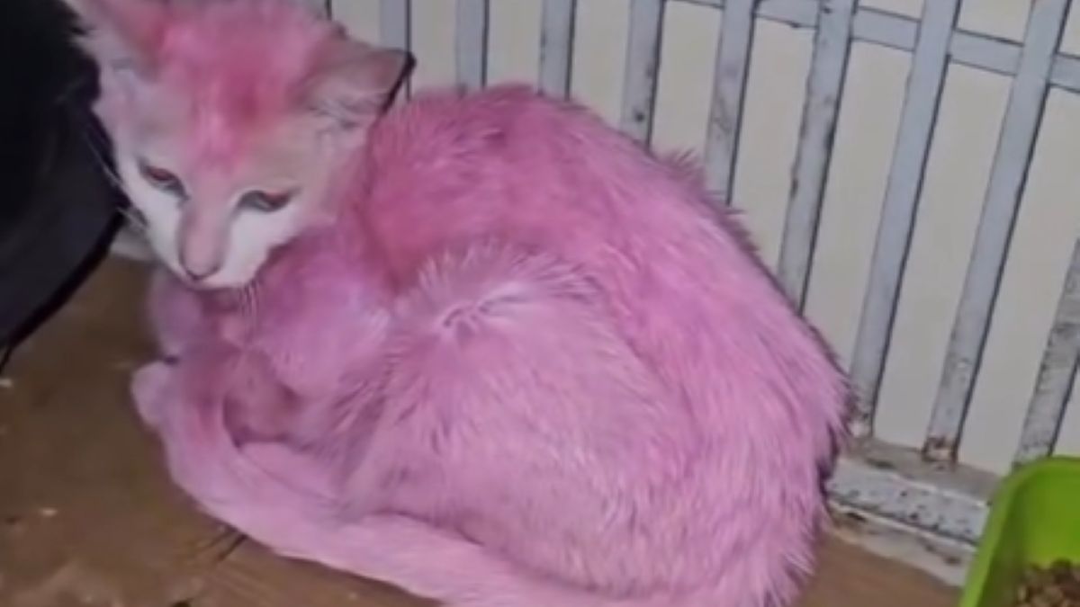 Przefarbowała swojego kota na różowo