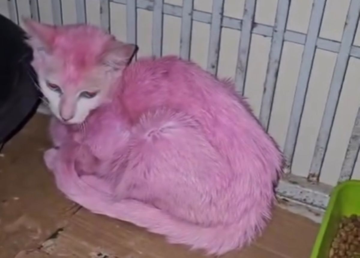 Kobieta zafarbowała kota na różowo. Użyła toksycznej bejcy