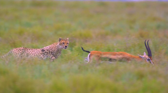 Planeta wielkich kotów